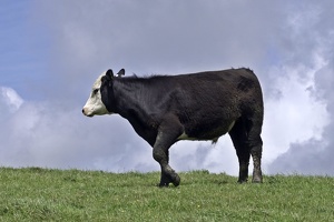 02973 cow v1