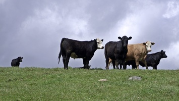 02974 cows v1