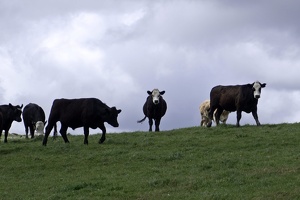 02975 head on cows v1