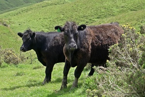 02981 two black cows v1