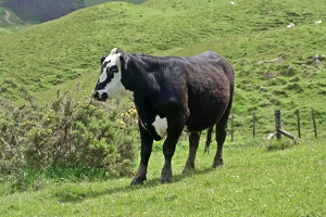 02983 cow v1