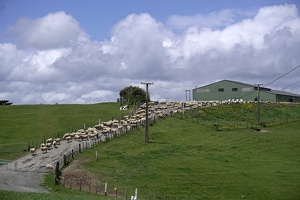 03012 heaps of sheep v1