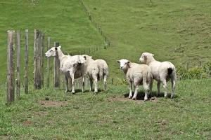 03014 four sheep v1
