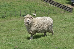 03019 sheep v1