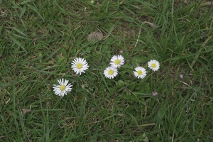 03039 daisies
