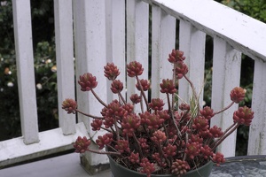 02844 high fstop plant v1