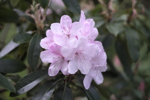 02846 rhododendron v1