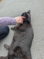 20231105 005716496 mp and cat