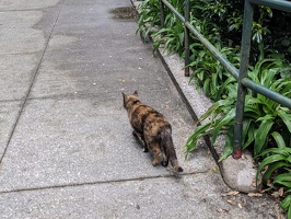 20231106 015922501 another cat v1