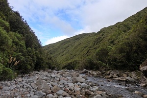 09783 nz bush looking out from bells falls v1