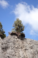 09833 unsteady tree v1