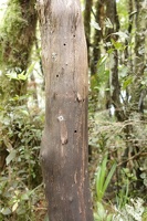 09849 treetrunk with holes