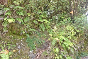 09858 ferns v1