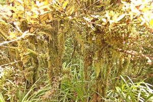 09874 moss v1