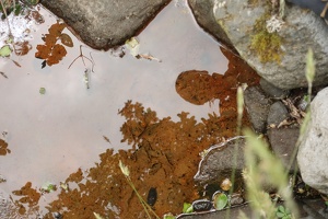09897 reflections