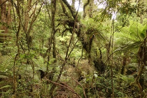 09932 green