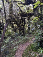 20230102 230815031 into the forest