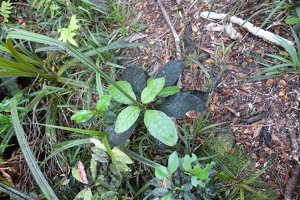 00021 leaves and new leaves v1