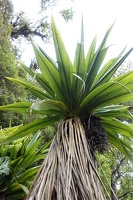 00023 mountain cabbage tree v1