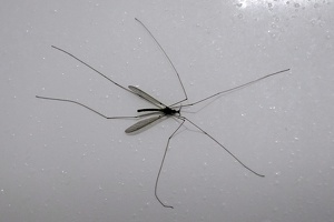 00061 crane fly v1
