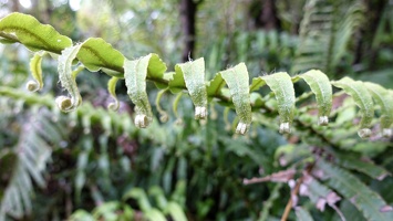 09995 plant v1