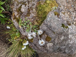 20230103 215511160 daisies and other flora