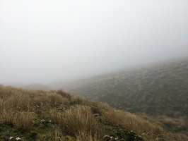 20230104 220958153 misty tussock