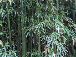 20230105 040100510 new plymouth bamboo.PORTRAIT