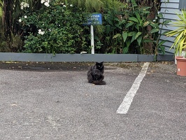 20230105 055315703 random cat v1
