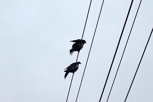 00106 two kereru v1