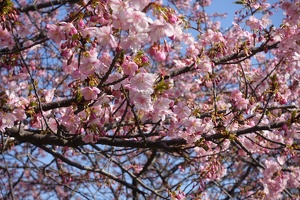 00133 blossoms