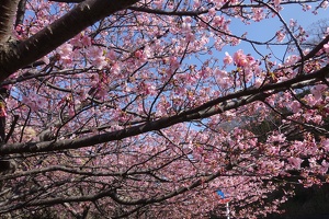00162 cherry blossoms