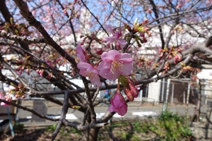 00163 blossoms