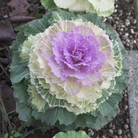 05033 cabbage like v1
