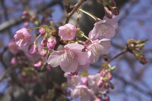 05041 cherry blossom