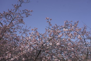 05051 blossoms