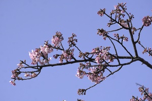 05062 more blossoms v1