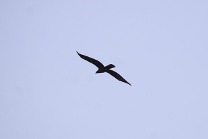 05268 kite silhouette v1