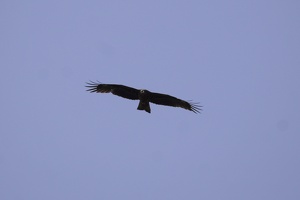 05273 black kite v1