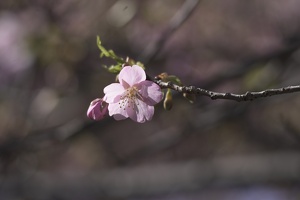 05294 single blossom
