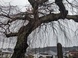 20230219 000536990 weeping cherry