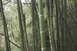05737 bamboo