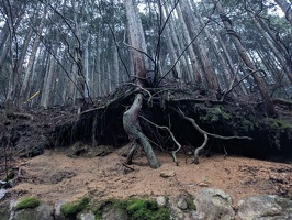 20230219 053844064 tree roots