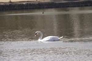 06303 swan