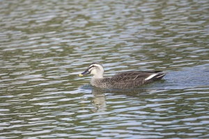 06553 eastern spotbilled duck