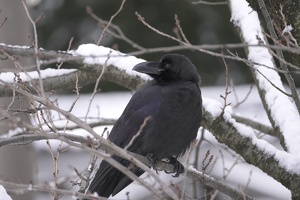 07340 large billed crow