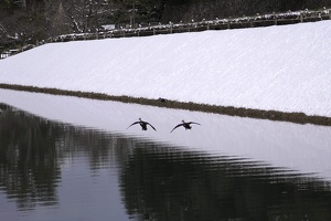 07451 ducks taking off imoribori moat v1
