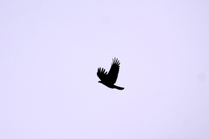 08004 crow v1