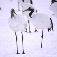08010 juvenile and adult on one leg v1