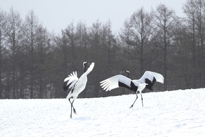Hokkaido: Tancho (red-crowned cranes) at Kushiro, February 25